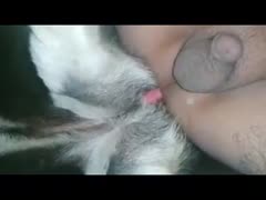 Nizah18's dog knot anal compilation